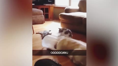 Best Funny Animal Videos Of The 2023 - Funniest Cats And Dogs Videos #01
