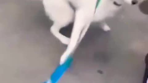 The Funniest Cat and Dog Videos of 2023 And Best funny animal videos more Animal videos 😁😂 No.05
