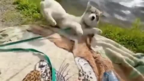 New Funny Videos 2022 😍 Cutest Cats and Dogs 🐱🐶