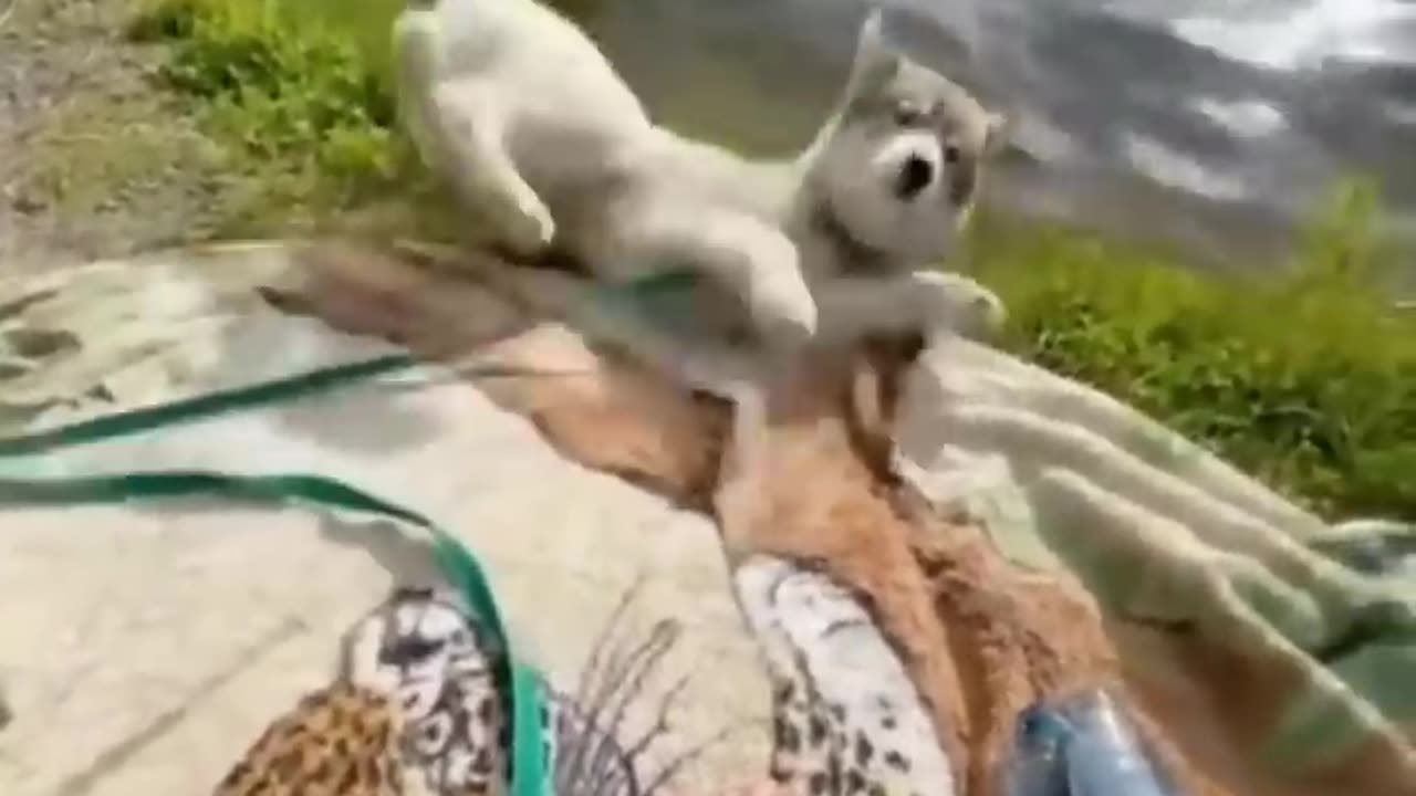 New Funny Videos 2022 😍 Cutest Cats and Dogs 🐱🐶