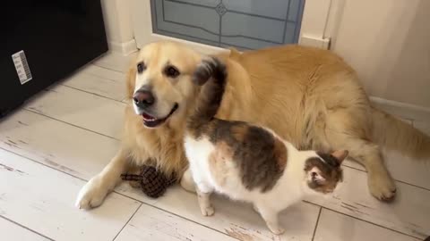 Golden Retriever Taking Care of a Pregnant Cat