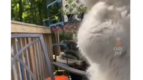 Cats cute song ❤️😍😘