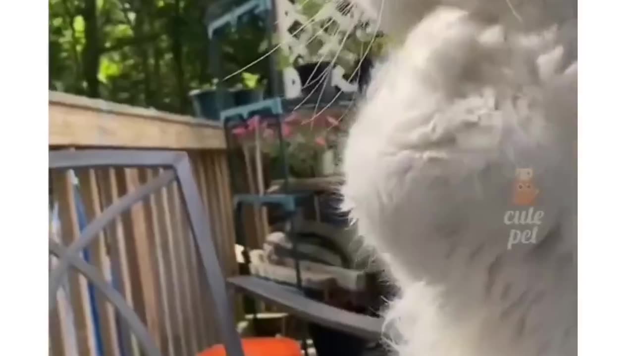 Cats cute song ❤️😍😘