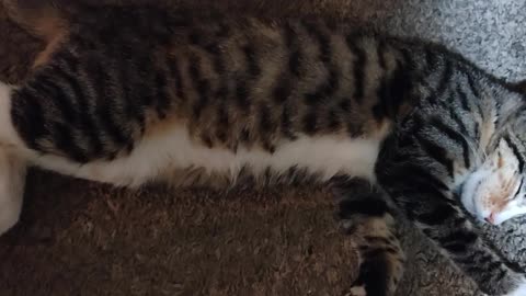 Stella the cat getting her beauty rest