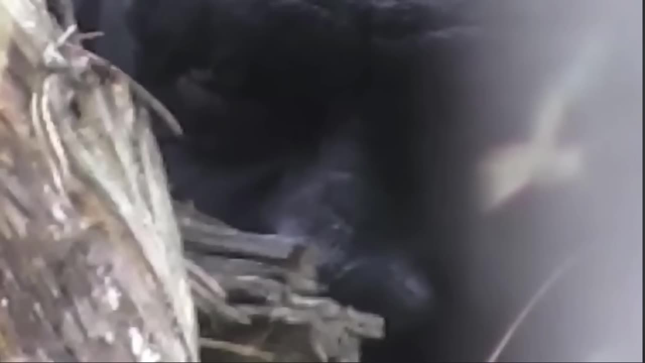 Peep Show - Forest People Peeker