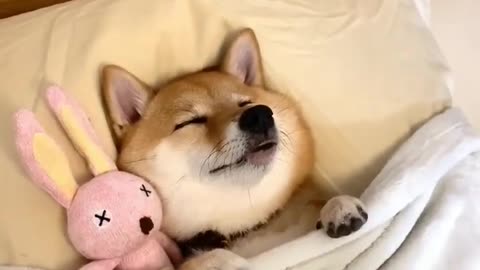 This dog is just the best model #pets #cats #dog #funnyvideo