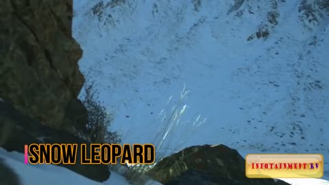 The life of animals found in Mount Everest