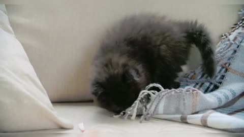 Funniest Cats And Dogs Videos | Best Funny Animal Videos | Funny Cat & Dogs VIdeos