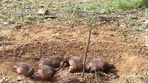 Seasonable quails capturing amazing technology