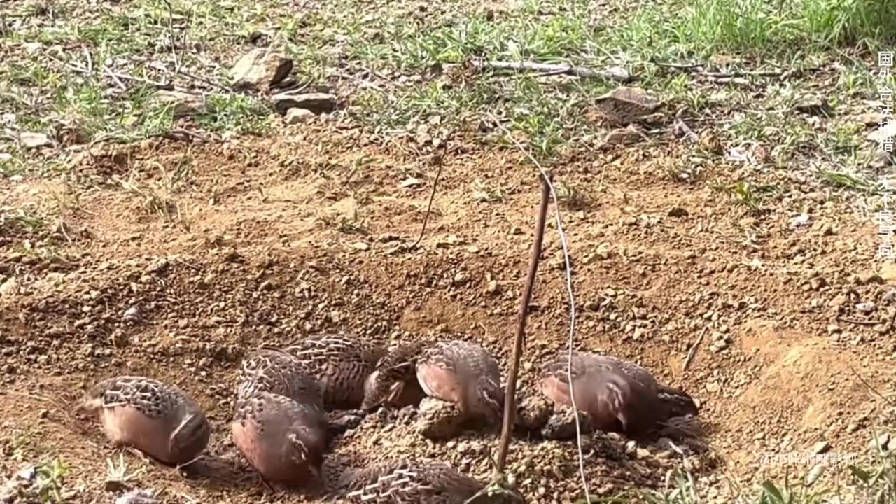 Seasonable quails capturing amazing technology