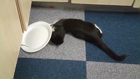 Cat has amazing first experience with CatNip