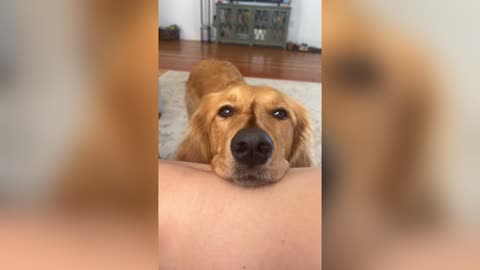 A life of a Golden Retriever🥳
