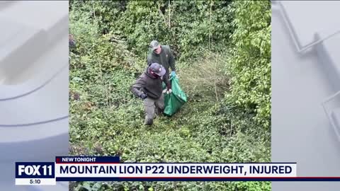 P-22 unlikely to be released back into the wild