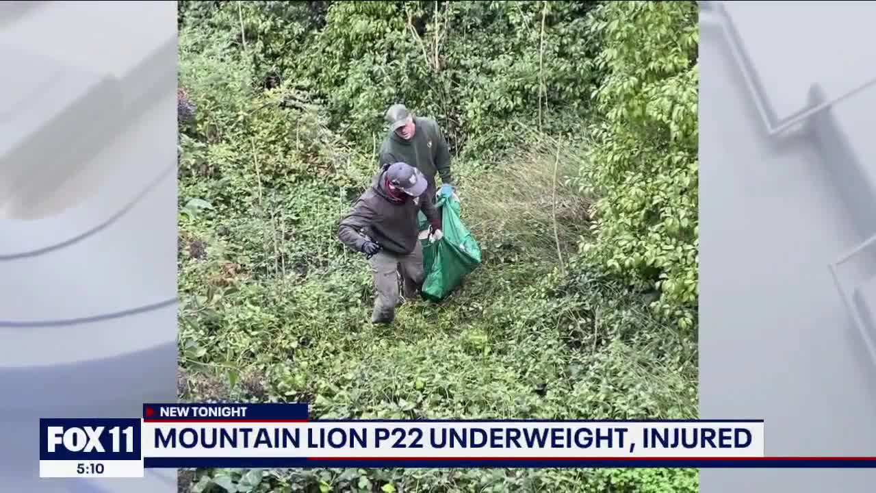 P-22 unlikely to be released back into the wild