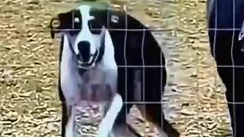 10 Hilarious Pet Moments That Will Leave You in Stitches