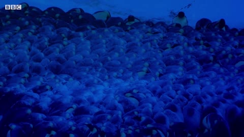 Snow Chick: A Penguin's Tale: Baby Penguin Must Locate Mother Before Freezing - BBC Earth