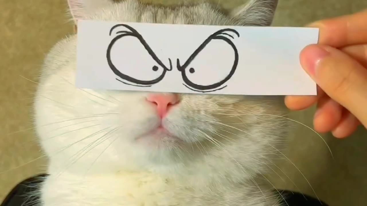 cat mood ππ½πΌπ»πΉ#cat