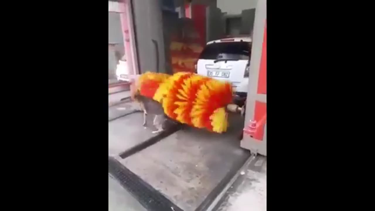 Very beautiful and very funny video