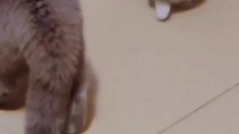 Cat fight