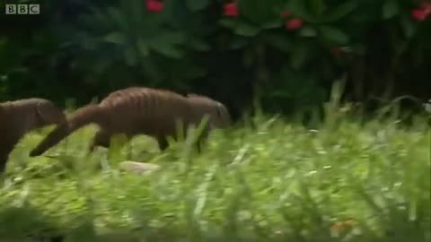 Mating habitts Of the mongoose banded brother !