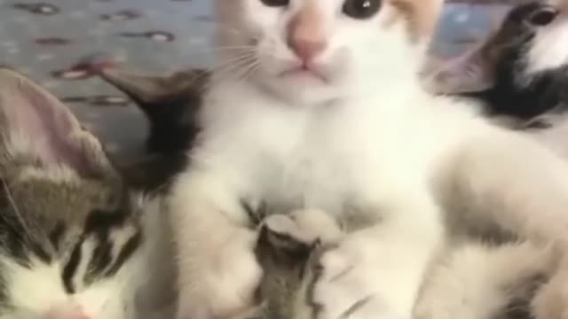 AMAZING FUNNY CATS