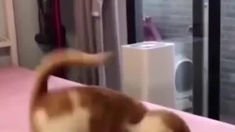 Funny animals cat & baby #shorts #funny #cat #baby