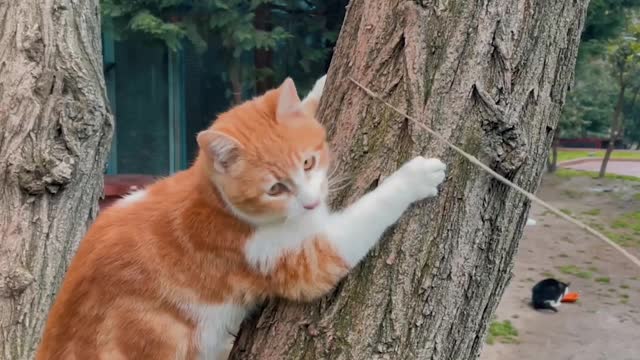Cat playing on a tree trunk