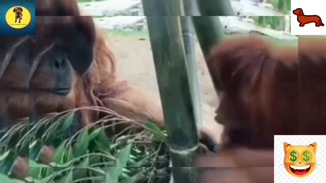 Cute & funny animals videos dog 🐕 and cat compilation 2022