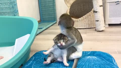 Mom it is my kitten! - baby monkey Susie is worried and does not give kitten, hugging him