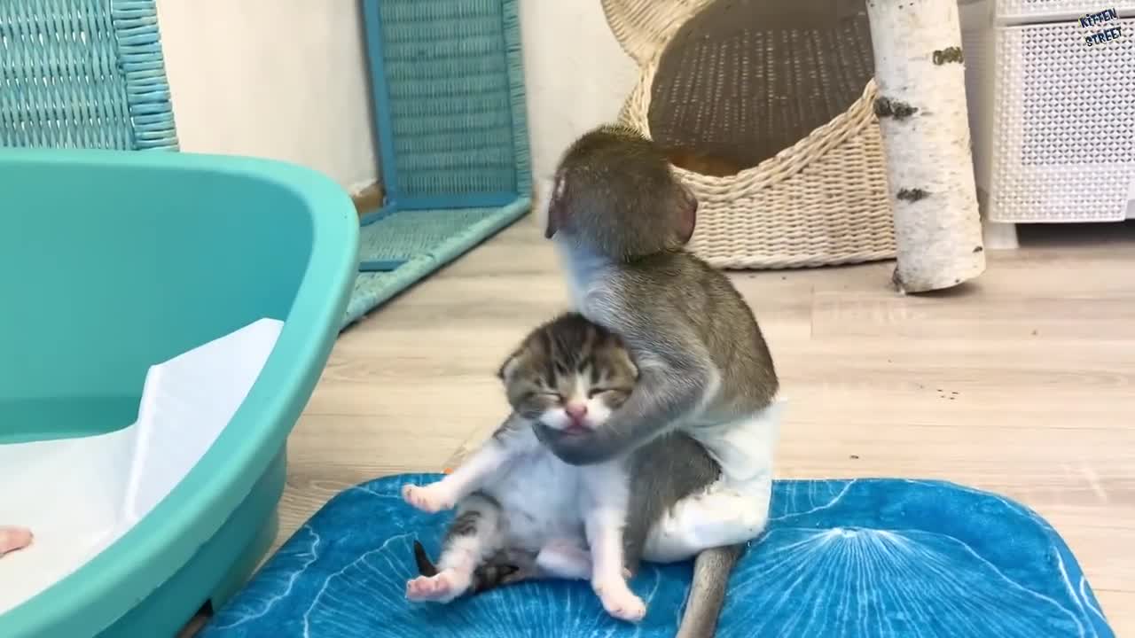 Mom it is my kitten! - baby monkey Susie is worried and does not give kitten, hugging him