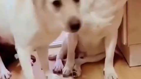 Funny Animal Videos 2023 😂 || Funniest Dogs & Cat Videos || Funny Videos