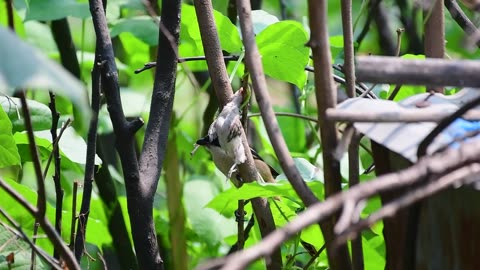 long tailed shrike