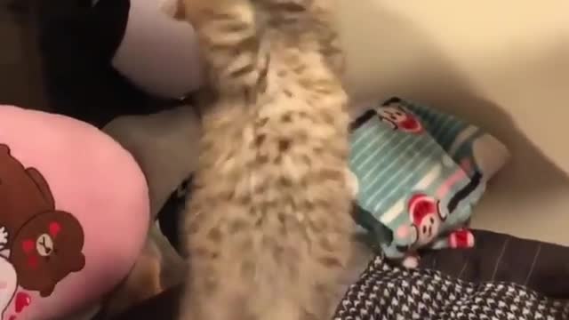 The funniest cat in the world doing funn with the rope.