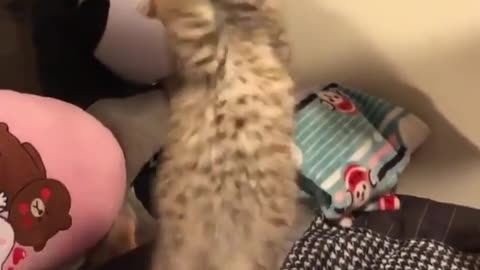 The funniest cat in the world doing funn with the rope.