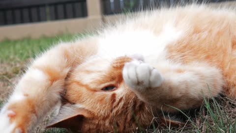 Relaxing Cat Moments: Purrfectly Grooming on the Grass