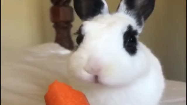 Funny and Cute Baby Bunny Rabbit Videos - Baby Animal Video Compilation-9