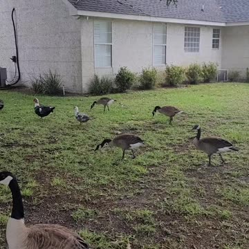 Duckstop not Woodstock