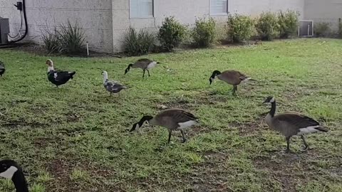 Duckstop not Woodstock