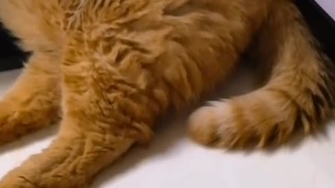 flying cat