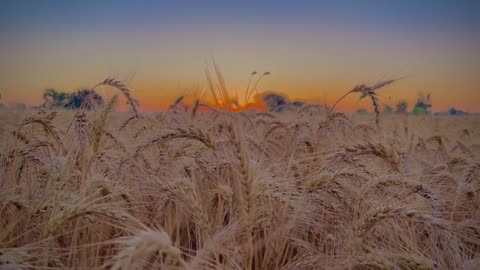 Village wheat 🌾 view and for what'sapp status and