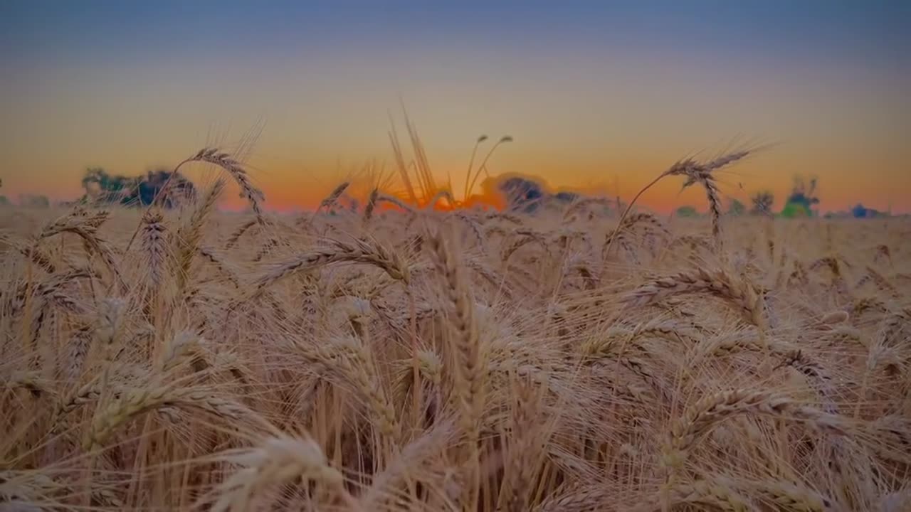 Village wheat 🌾 view and for what'sapp status and