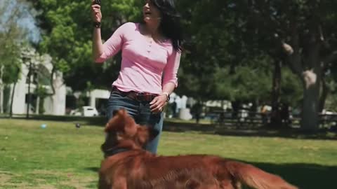 Dog training vedio