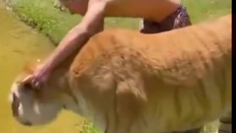 Funny animals video