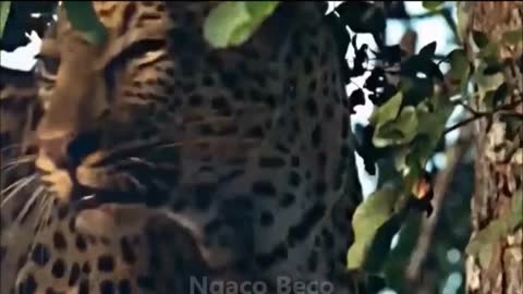 Critical!!! Tiger mating with lion