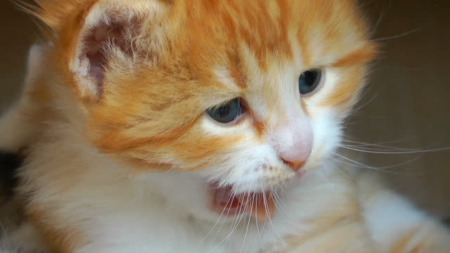 Very Very Little Cute Kitten