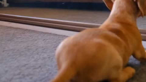 Playing puppy with mirror 🐶🐶Dog Loves You!