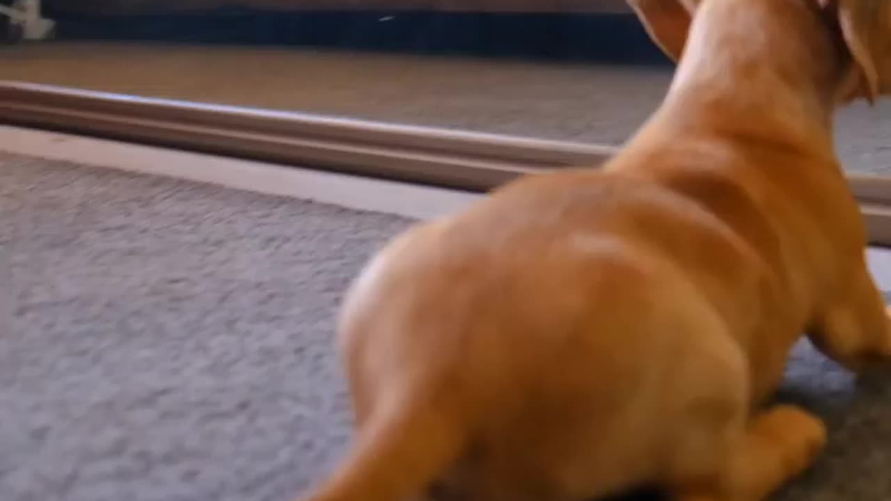 Playing puppy with mirror 🐶🐶Dog Loves You!