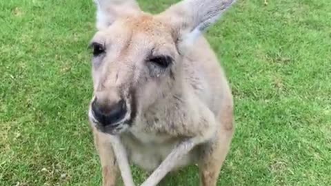 Head kangaroo