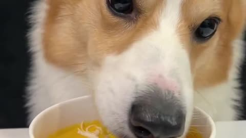 Corgi is the cutest dog eating 1 (6)