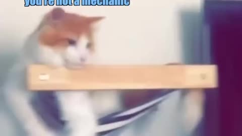Mind blowing funny cat😅😅